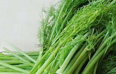 茴香菜的功效与作用 茴香的功效与作用禁忌