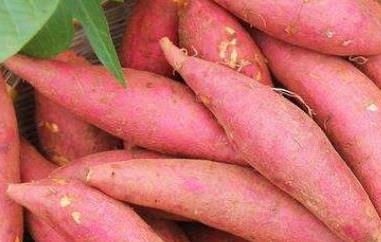 山芋的功效与作用及禁忌（山芋的功效与作用及禁忌你知道吗?）