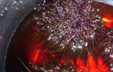 什么是紫海胆 白海胆和紫海胆