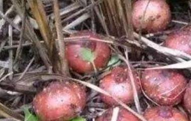 野地瓜根的功效与作用 野地瓜根的功效与作用图片