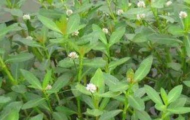 莲子菜的功效与作用 莲子菜的功效与作用是什么