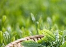 双桥毛尖是什么茶(毛尖是哪里的名茶)