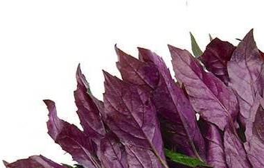 白观音菜的功效与作用（观音菜的功效与作用及食用方法）