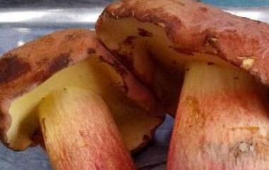 红葱菌如何识别 红葱菌如何识别好坏