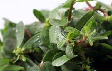 马齿菜的功效与作用有哪些（马齿菜有什么营养价值与功效全部内容）