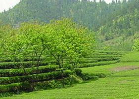 绿茶可以加枸杞吗（绿茶可以加枸杞吗百度百科）