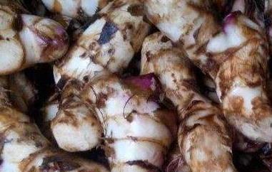 姜芋的功效和作用（姜洋芋的功效与作用）