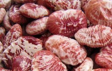 荷包豆的功效与作用及食用方法（荷包豆的营养价值及功效）