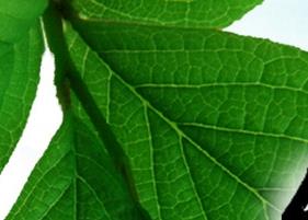 夏天喝绿茶的好处 夏天喝绿茶的好处和坏处的功效