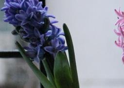 风信子的功效与作用 风信子有什么功效与作用