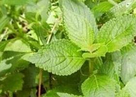 溪黄茶的功效与作用 溪黄茶的功效与作用及副作用