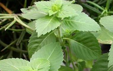 圣罗勒的功效与作用(罗勒的功效与作用点)