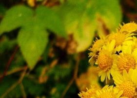 山菊花的功效有哪些 山菊花的功效有哪些作用