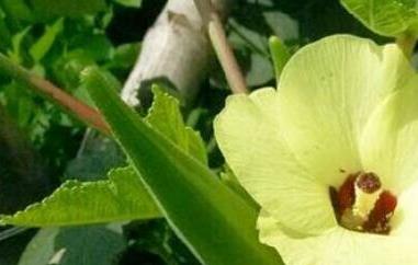 白秋葵的功效与作用 白秋葵的功效与作用与主治