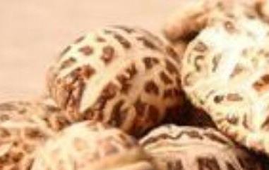 醉花菇如何做好吃（醉花菇如何做好吃又简单）