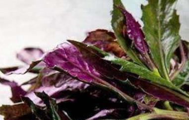 补血菜的副作用有哪些(补血菜的功效与副作用)