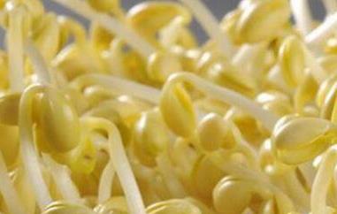 如何生产豆芽 如何生产豆芽种子