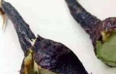 茄子蒂的功效与作用 茄子蒂的药用价值