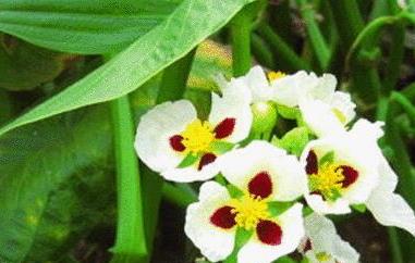 慈菇怎么吃（慈菇怎么吃才好吃）