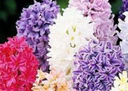 风信子如何养（风信子如何养殖栽培管理）