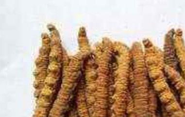 十大名贵菌类都是哪些 十大名贵菌类都是哪些菌