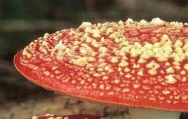 鹅膏菌有毒吗 灰鹅膏菌有毒吗