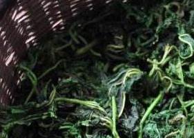 桑叶茶有什么好处 男人喝桑叶茶有什么好处