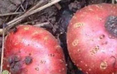吃野红薯的作用与功效（吃红薯的功效和作用）