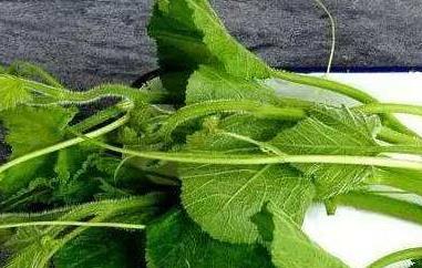 南瓜藤泡水喝有什么功效（南瓜藤泡水喝有什么功效和禁忌）