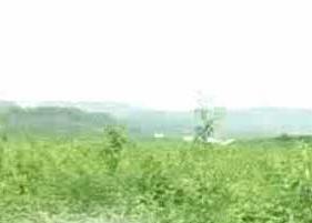 小叶苦丁茶 小叶苦丁茶的功效与作用及禁忌