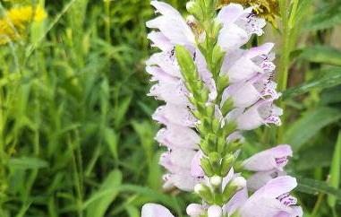 白芝麻花的功效与作用（芝麻花的功效与作用）