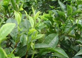 绿茶和铁观音的功效 绿茶和铁观音的功效一样吗