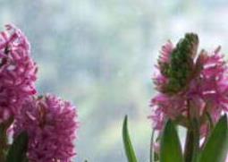 风信子开花后怎么处理（风信子开花后怎么处理?还能第二次开花吗?）