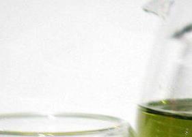 桑叶茶的功效与作用 桑叶茶的功效与作用主要治什么病