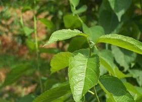 杜仲茶的功效与作用 杜仲茶的功效与作用和禁忌及用量