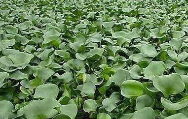 菱角藤的功效与作用及食用方法(菱角藤的功效与作用)