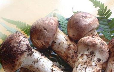 松菌菇的功效与作用 松菌菇的功效与作用禁忌