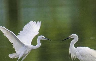 白鹭的营养价值和功效 白鹭的营养价值和功效与禁忌