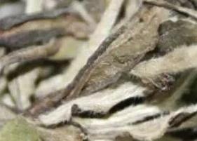 七年白茶的功效与作用 七年白茶的功效与作用及禁忌