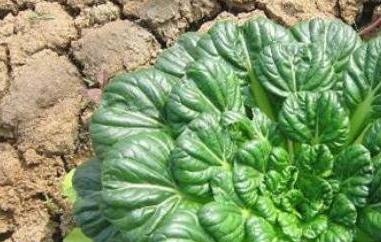 乌塌菜的功效与作用 乌塌菜的功效与作用及食用方法