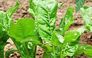 炒根达菜怎么做才好吃（炒根达菜怎么做才好吃窍门）