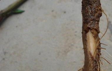 辣椒根煮水的功效与作用（辣椒根煮水的功效与作用是什么）