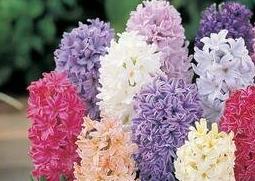 风信子怎么养（风信子怎么养土培）