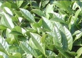 铁观音绿茶怎么喝好(喝铁观音绿茶的好处)