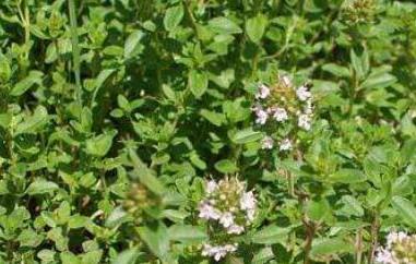 地椒草的功效与作用及药用价值 地椒草的功效与作用及药用价值及禁忌