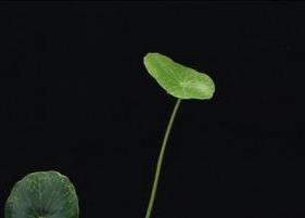 古代茶文化知识之古代沏茶方法（古代茶的喝法）