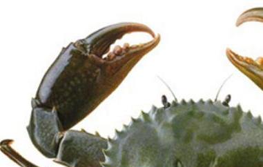 青蟹怎么保存（青蟹怎么保存过夜）