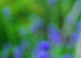 绿茶加枸杞会不会上火 喝绿茶上火吗