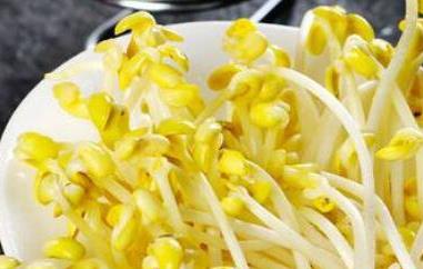 怎样生黄豆芽 在家里怎样生黄豆芽