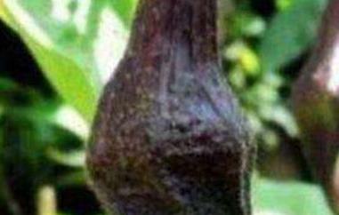 茄子蒂有什么好处(茄子蒂的好处)